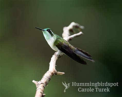 Getting to Hummingbird Spot
