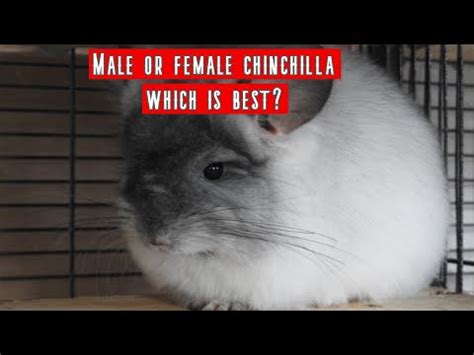 Getting to Know Your Chinchillas Personality