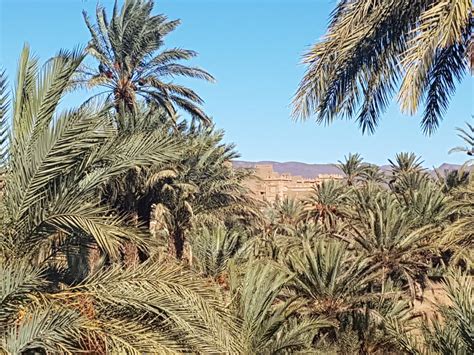 Getting to Palmeraie