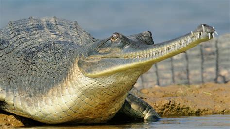 Gharials Reptiles