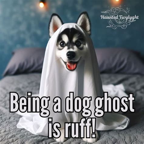 Ghost Dog Meme
