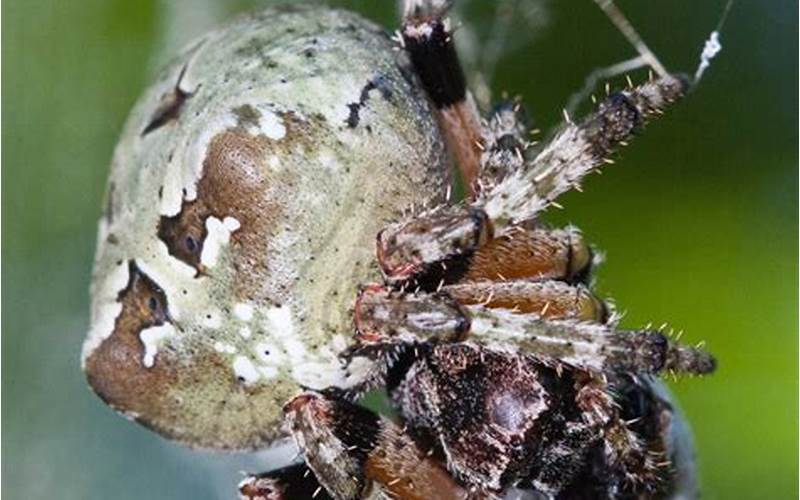 Giant Lichen Orb Weaver Spider Behavior
