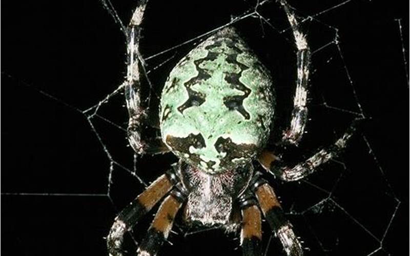 Giant Lichen Orb Weaver Spider Fact