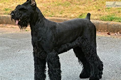 Giant Schnauzer Puppies For Sale In Ga