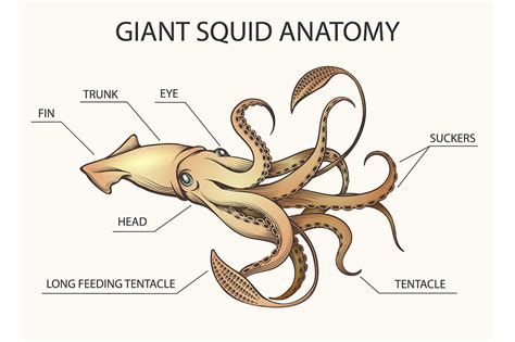 giant squid anatomy Segnalibri