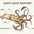 Giant Squid Anatomy