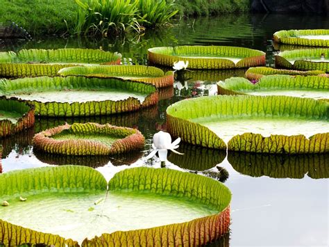 The Beauty Of The Giant Amazon Water Lily