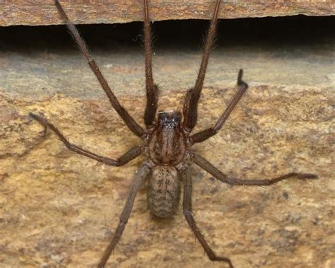 Giant House Spider
