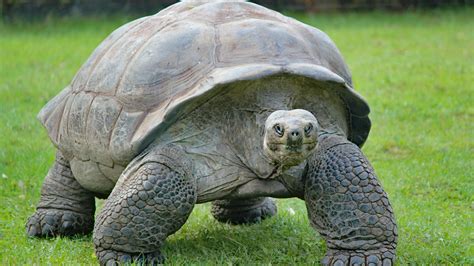 Giant Land Tortoises