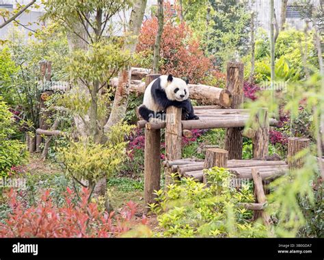 Giant Pandas at Chengdu Research Base