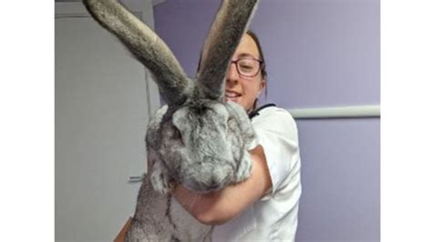 Giant Rabbits Rspca
