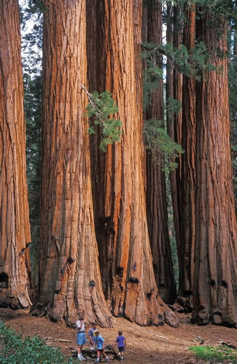 Giant Redwood Trees