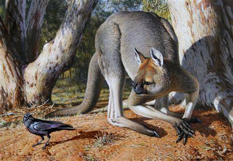 Giant Short Faced Kangaroo
