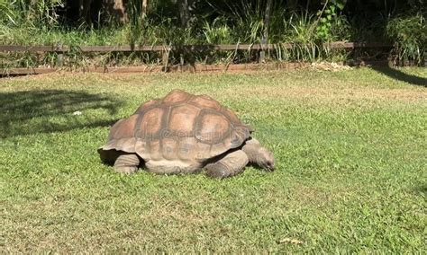 Giant Tortoise Experience