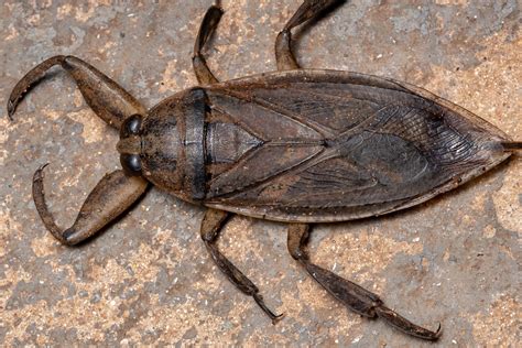 Giant Water Bug