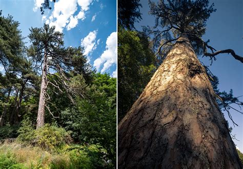Giants of Sila Trees