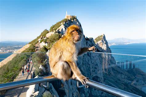 Gibraltar | GSL