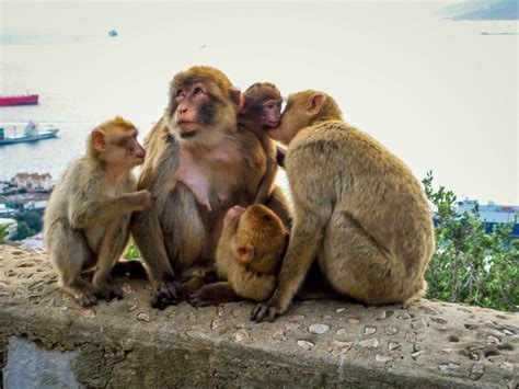 Gibraltar Monkeys