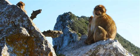 Gibraltar Nature Reserve Pass: Is It Really Worth It? Review