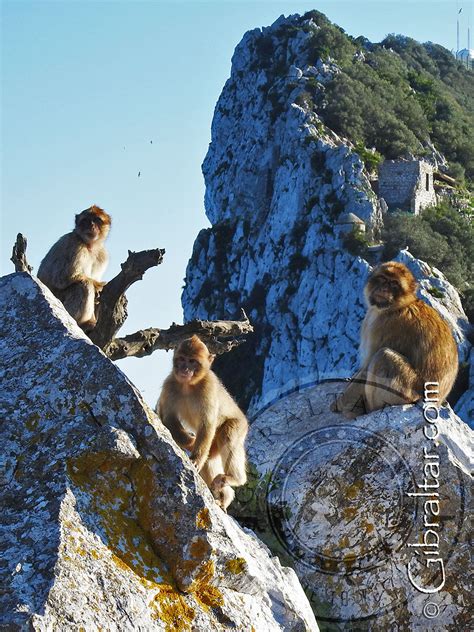 Gibraltar monkeys