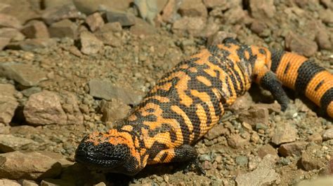 Gila Monsters