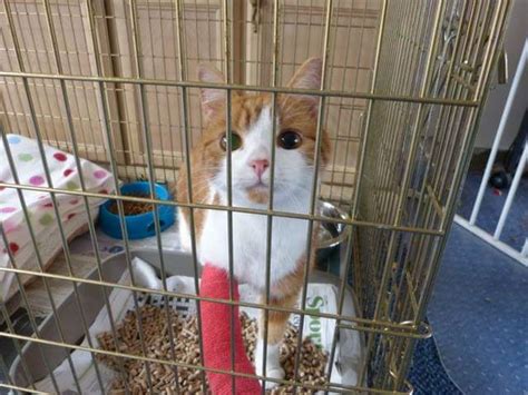 Ginger Cat House Rescue