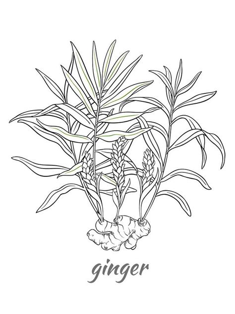 Ginger Coloring Pages