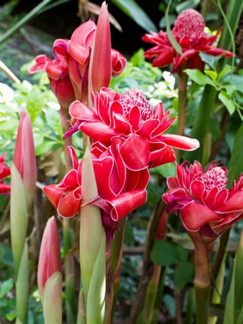 Ginger Torch Plant