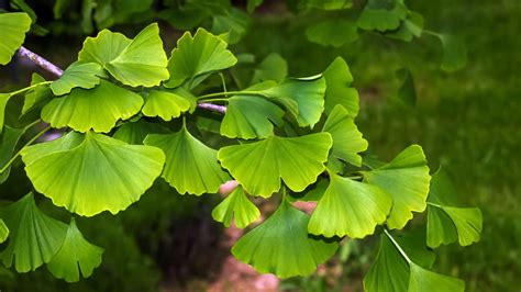 Ginkgo Biloba