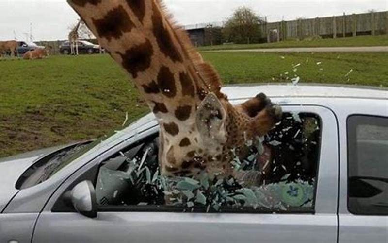 Giraffe Car Insurance Benefits
