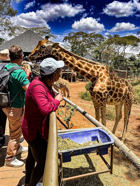 Giraffe Center Conservation