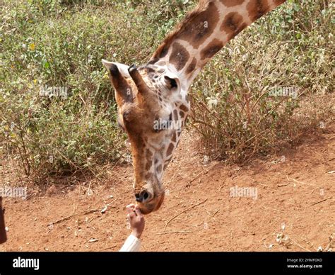 Giraffe Center Feeding Giraffe
