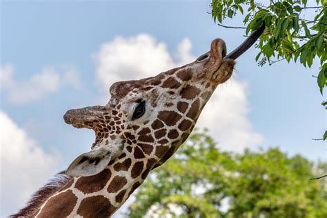 Giraffe Eating Leaves