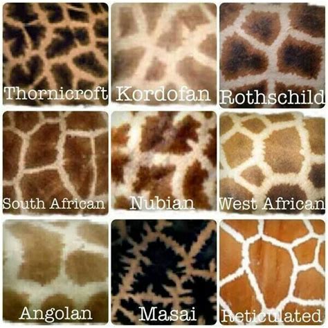 Giraffe Subspecies and Their Unique Patterns
