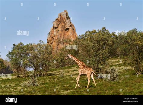 Giraffe at Hell's Gate