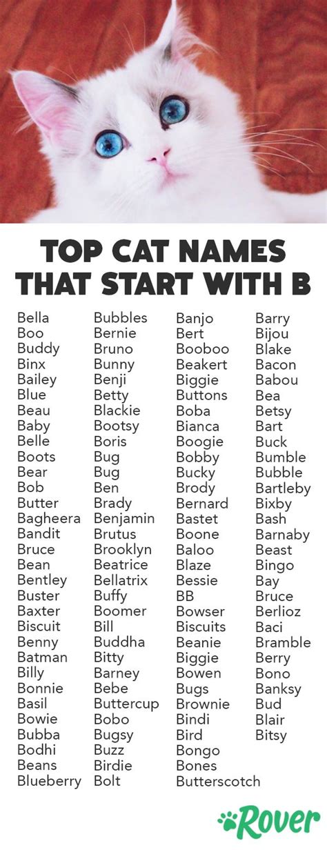 Girl Cat Names That Start With A B