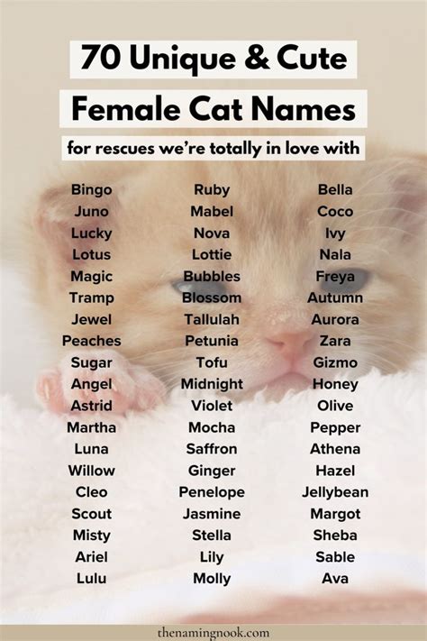 Girl Cat Names That Start With C