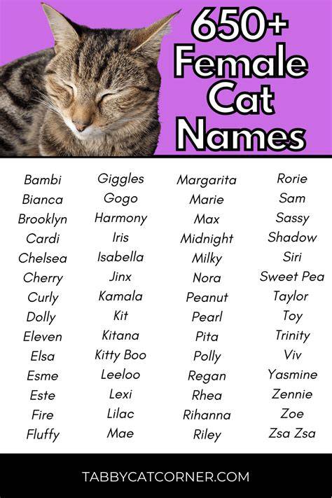 Girl Cat Names That Start With S