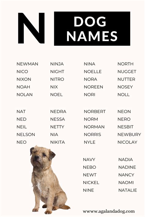 Girl Dog Names That Begin With N