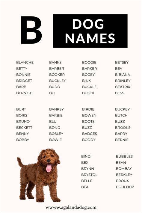 Girl Dog Names That Start With Letter B