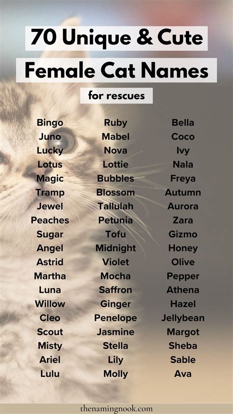 Girl Kitten Names That Start With J