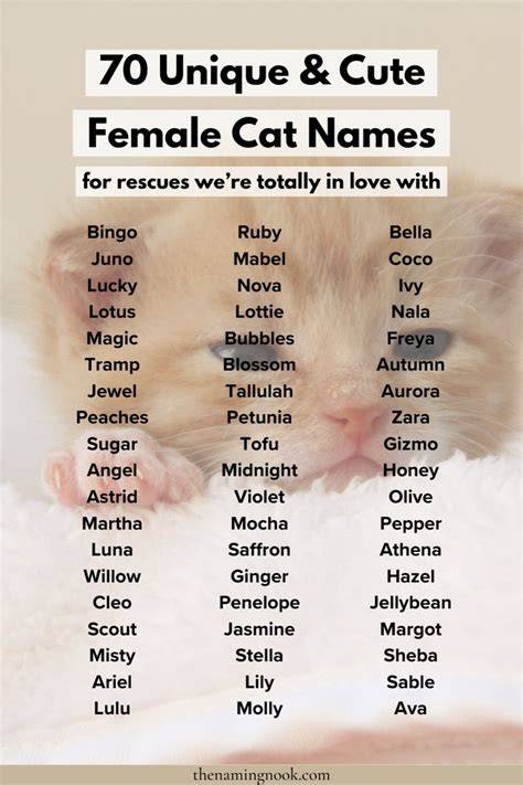 Girl Kitten Names That Start With P