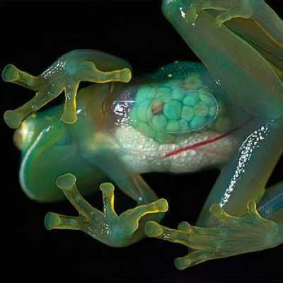 04:00 AM - Glass Frogs Call Near the Gentle Streams