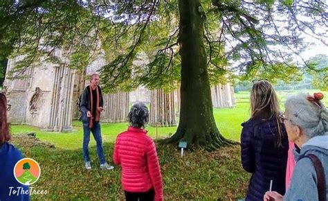 Glastonbury Tree Tour