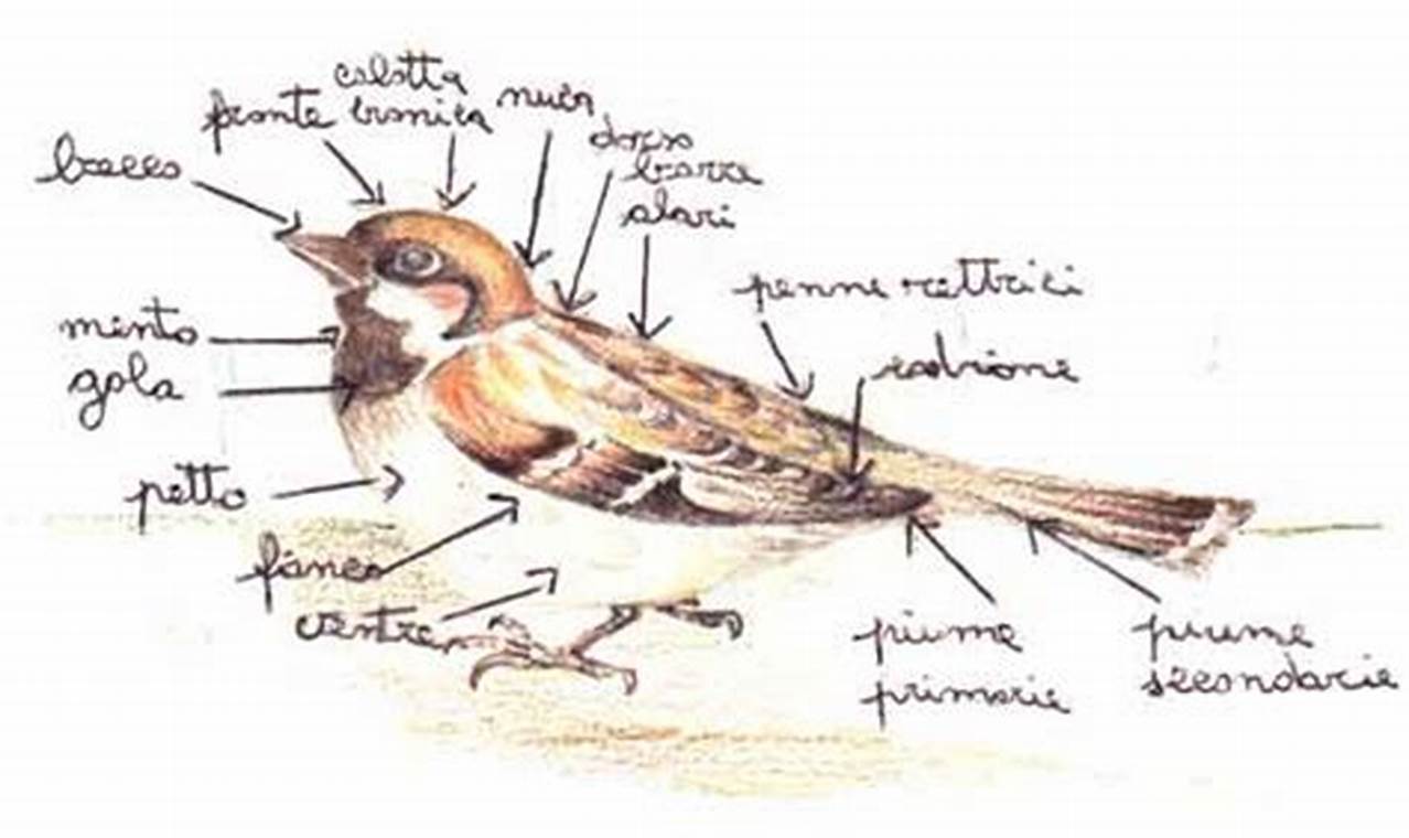Gli Uccelli Caratteristiche E Descrizione
