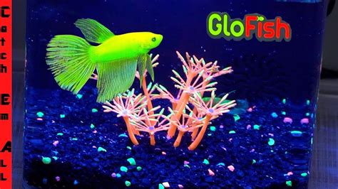 Glo Fish Betta