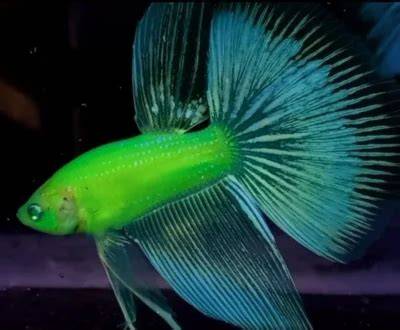 Glofish Betta Colors