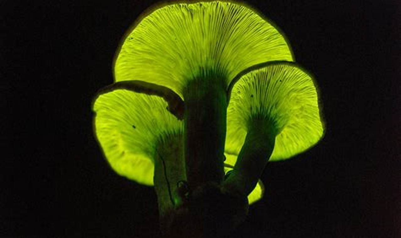 Glow In The Dark Plants