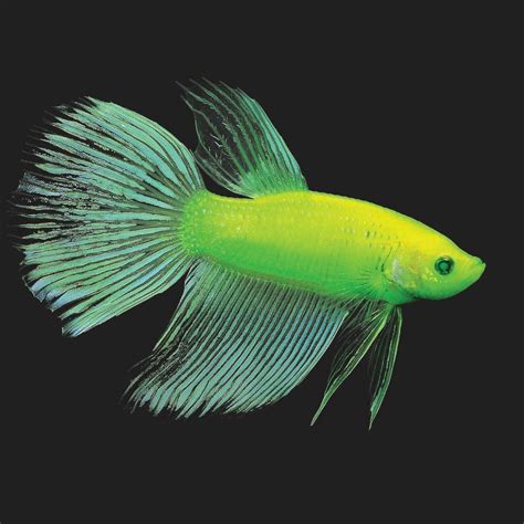 Glow In The Dark Betta Fish