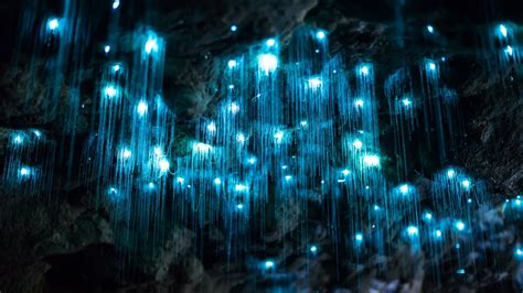 Glow Worm Colony